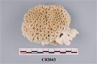 藏品(珊瑚化石)的圖片